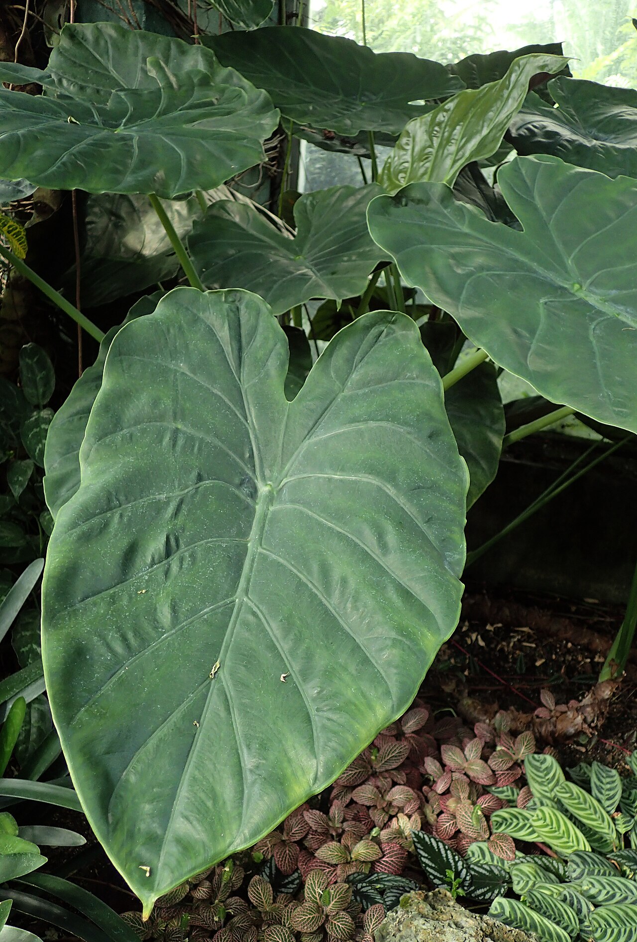 detail listov rastliny Alocasia wentii