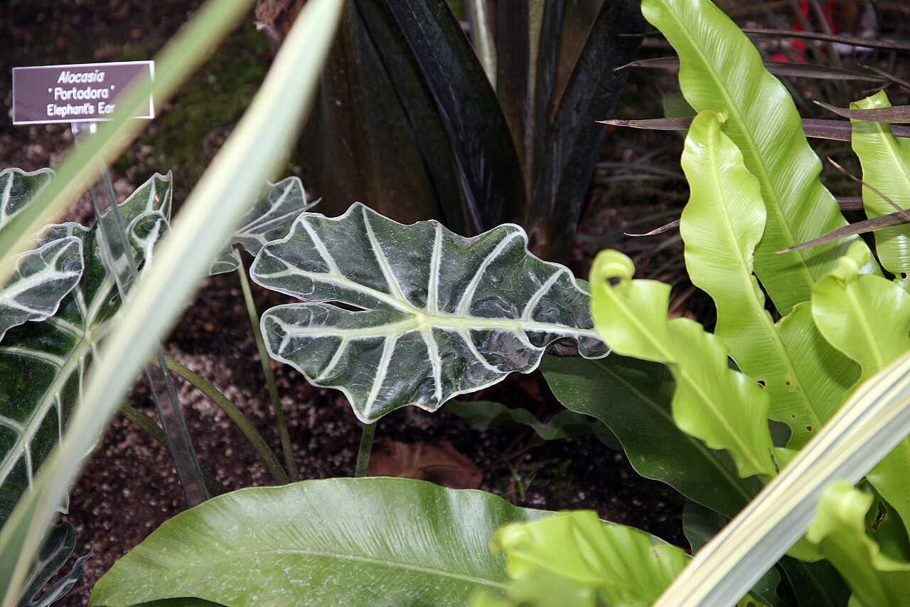 Alocasia × mortfontanensis s výraznou žilnatinou