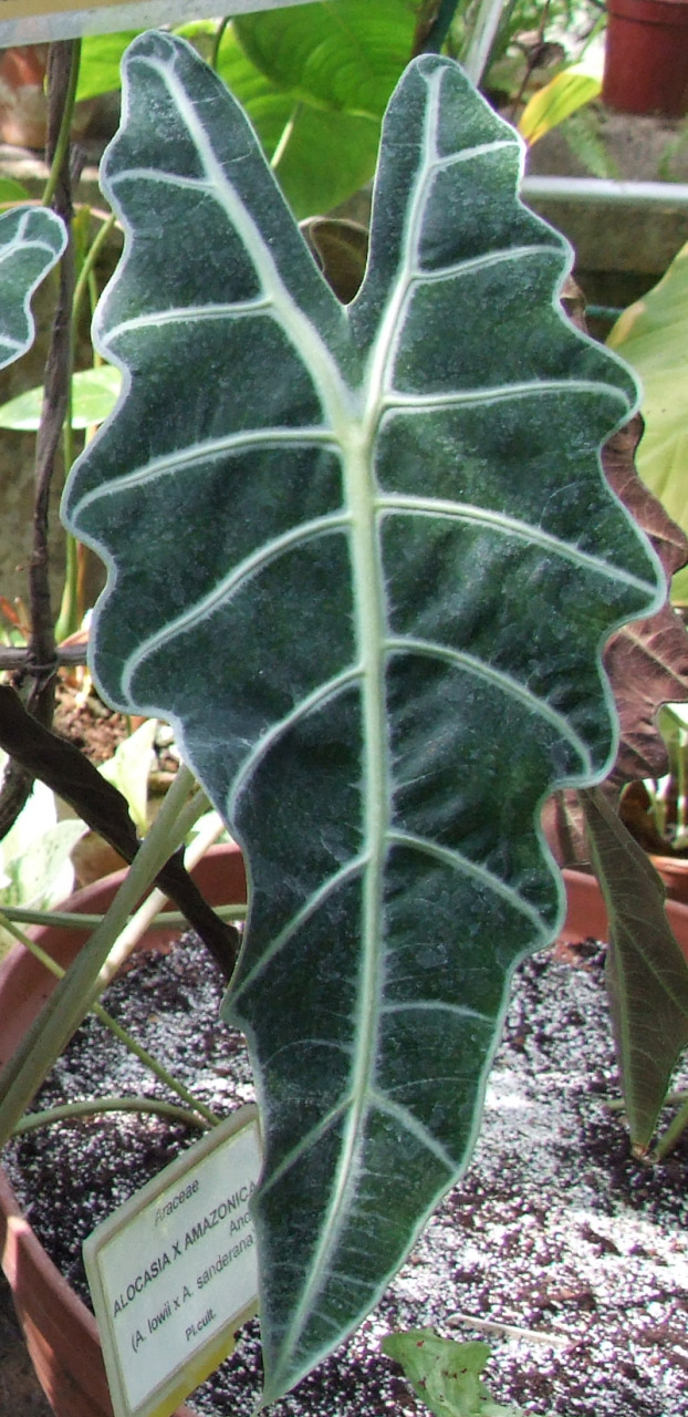 Detail tmavozelených listov Alocasia × mortfontanensis