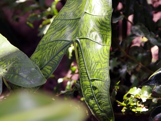 starostlivosť o Alocasia zebrina v interiéri