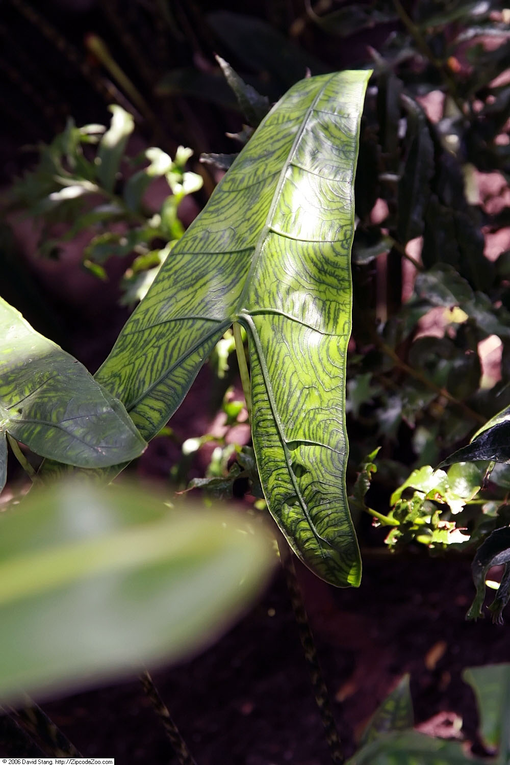 starostlivosť o Alocasia zebrina v interiéri