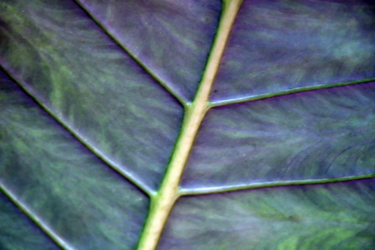 Alocasia zebrina s pruhovanými stopkami