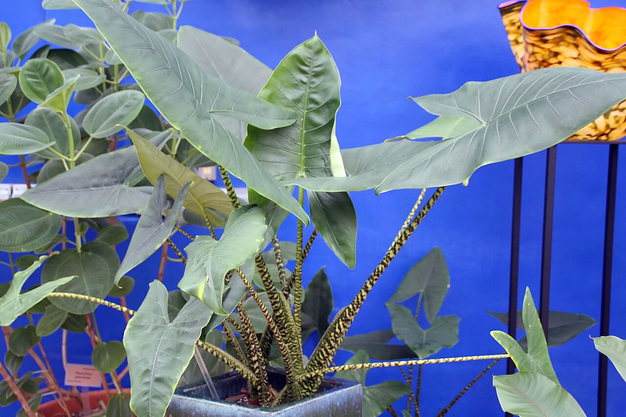 detail listov rastliny Alocasia zebrina