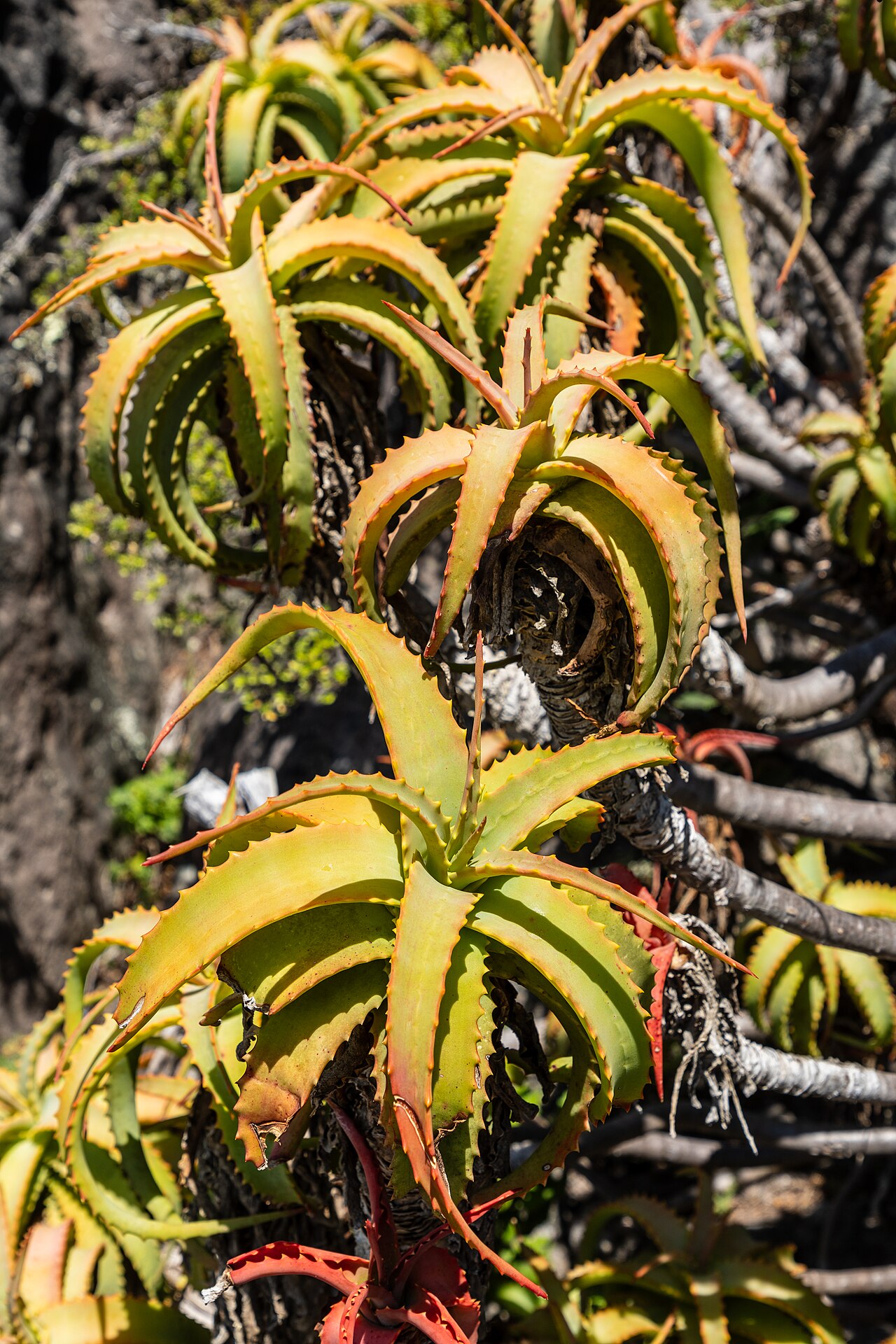 Detail dužinatých listov rastliny Aloe vera