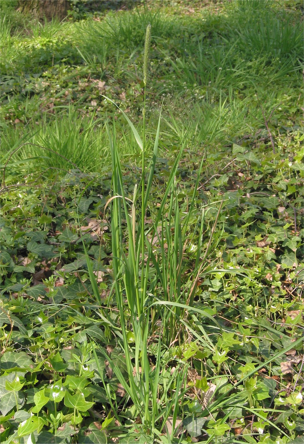 Alopecurus pratensis pestovanie vo vlhkejšej záhradnej výsadbe