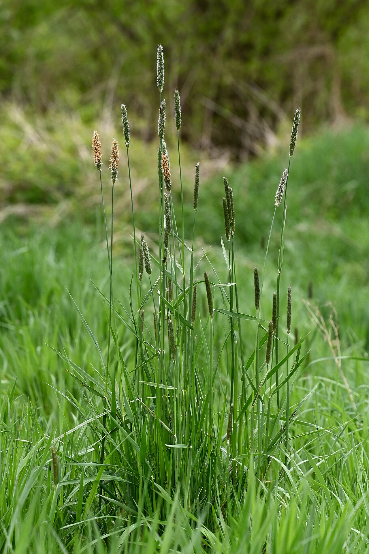 Detail hustého klasu rastliny Alopecurus pratensis