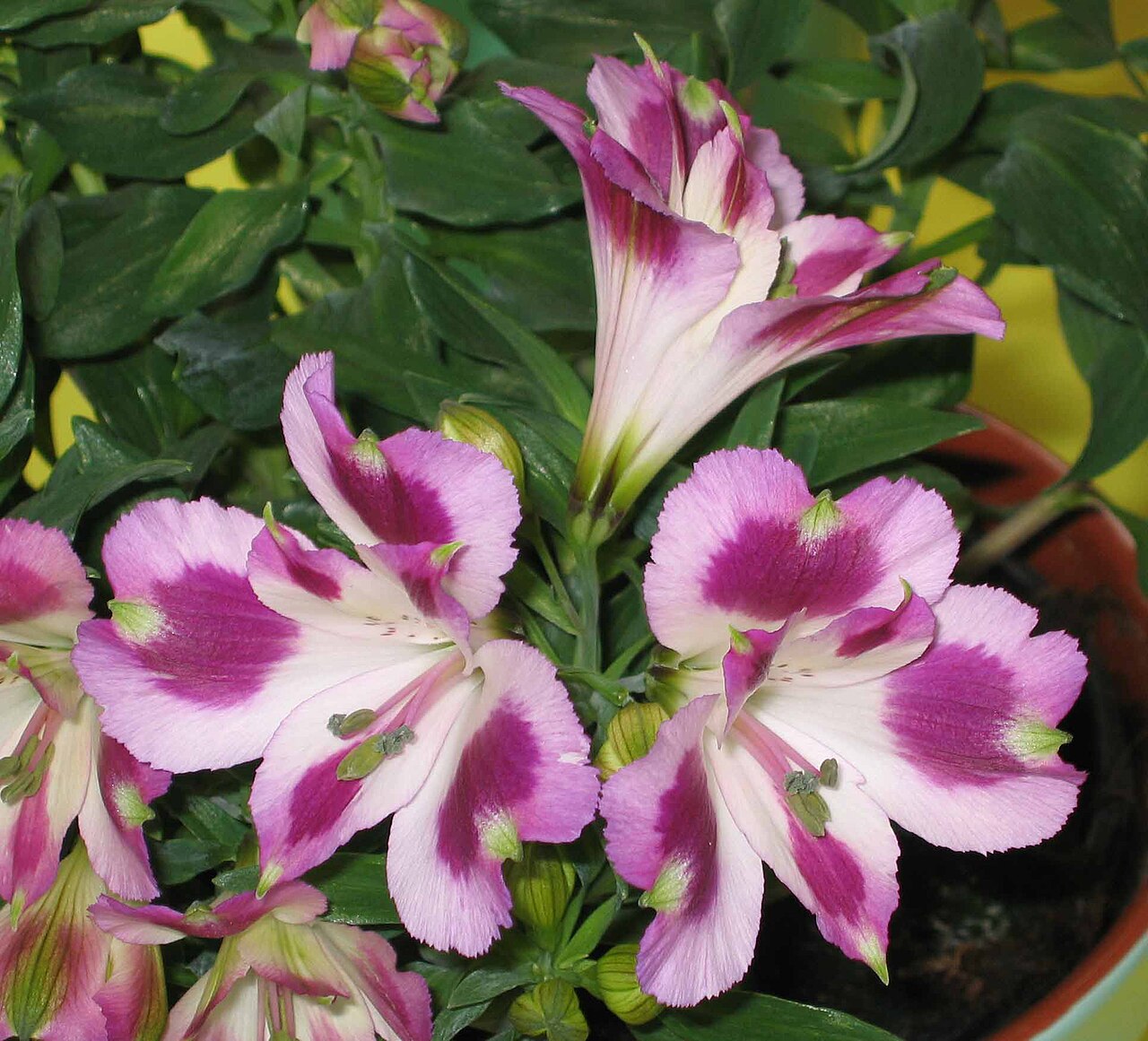 Detail vzpriamených stoniek Alstroemeria aurantiaca