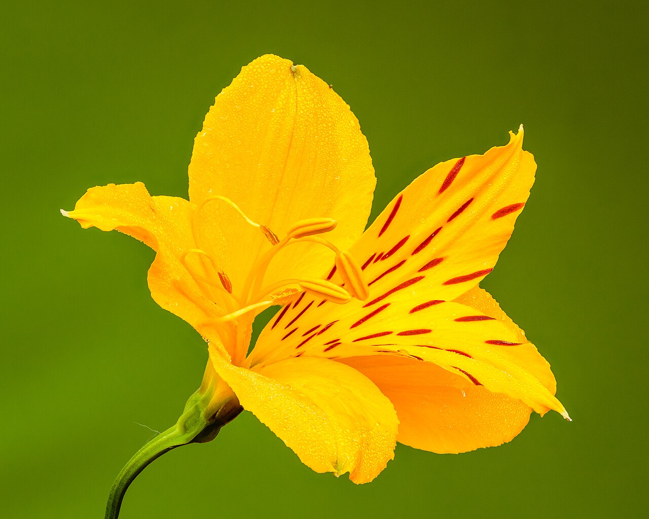 Kvety Alstroemeria aurea v žltých a zlatistých odtieňoch