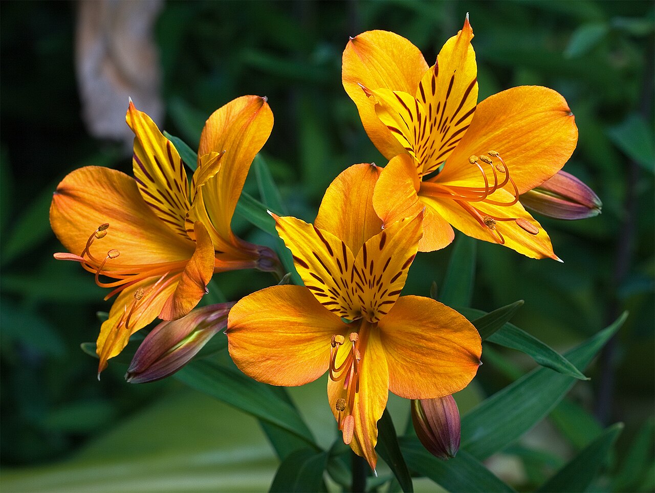 Listy Alstroemeria aurea s lesklým svetlozeleným povrchom