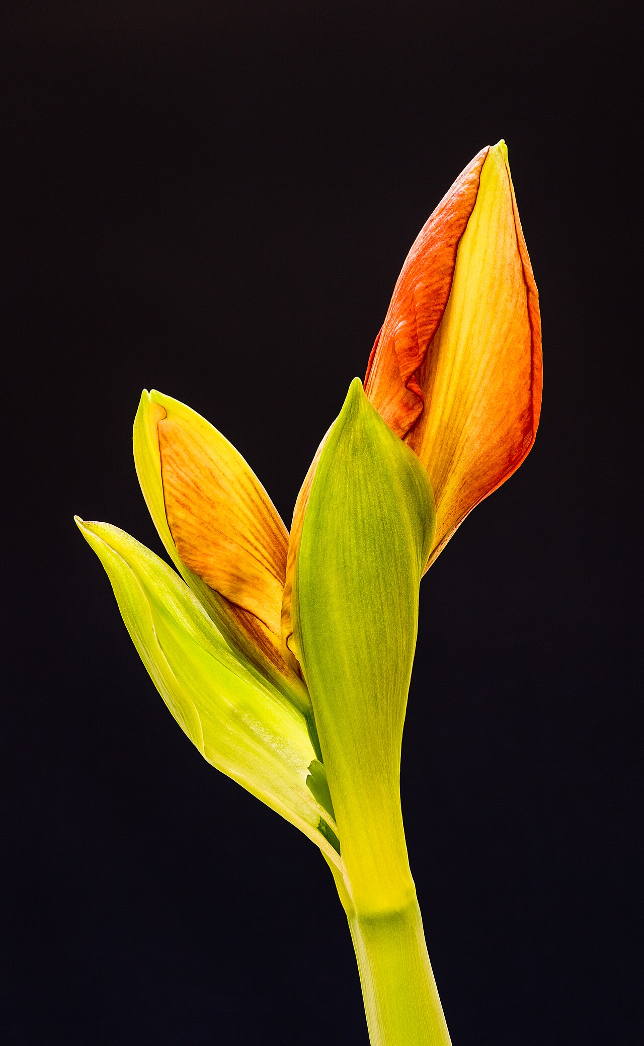 Starostlivosť o Amaryllis belladonna a jej ružové kvety