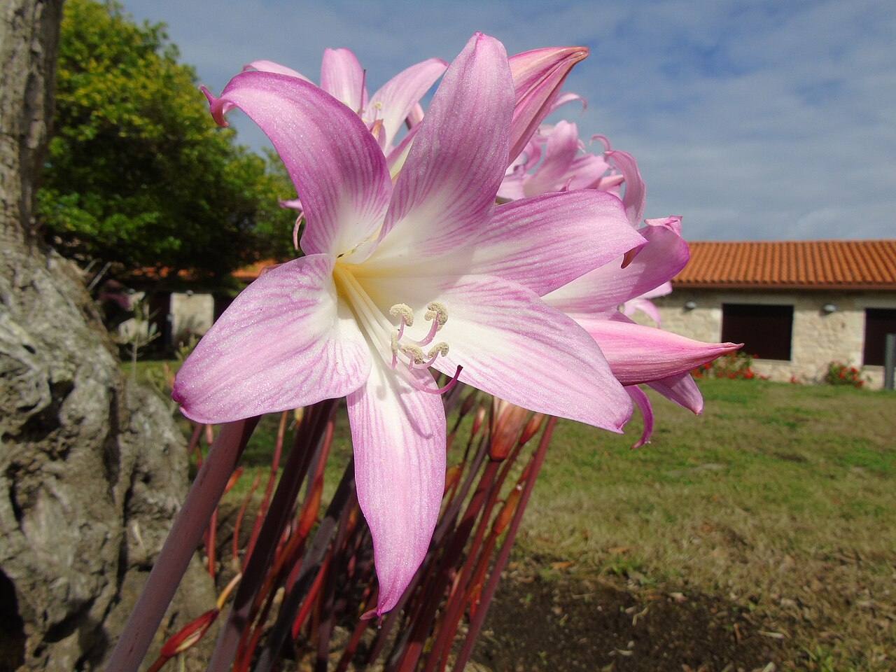 Amaryllis belladonna s kvetmi na holých stonkách