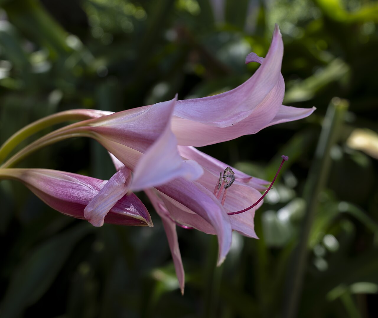 Detail kvetov rastliny Amaryllis belladonna
