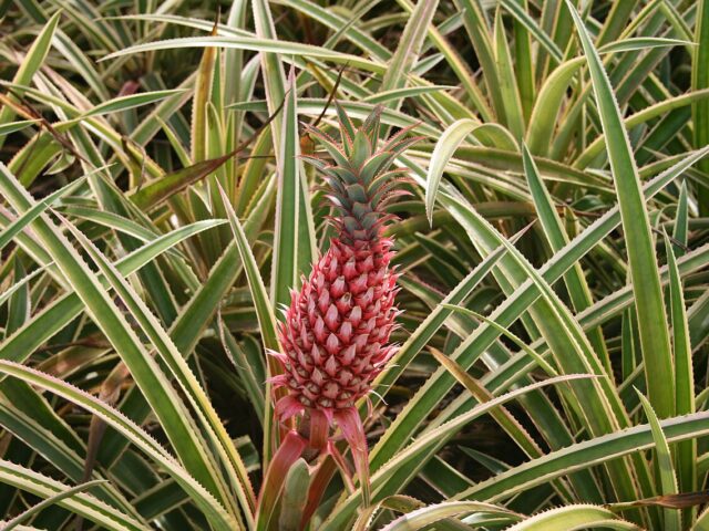 Starostlivosť o Ananas bracteatus v interiéri