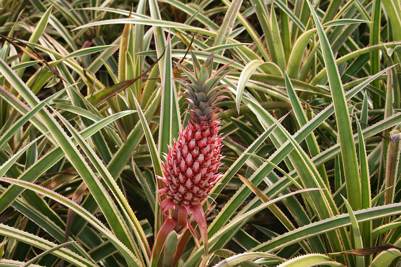Starostlivosť o Ananas bracteatus v interiéri
