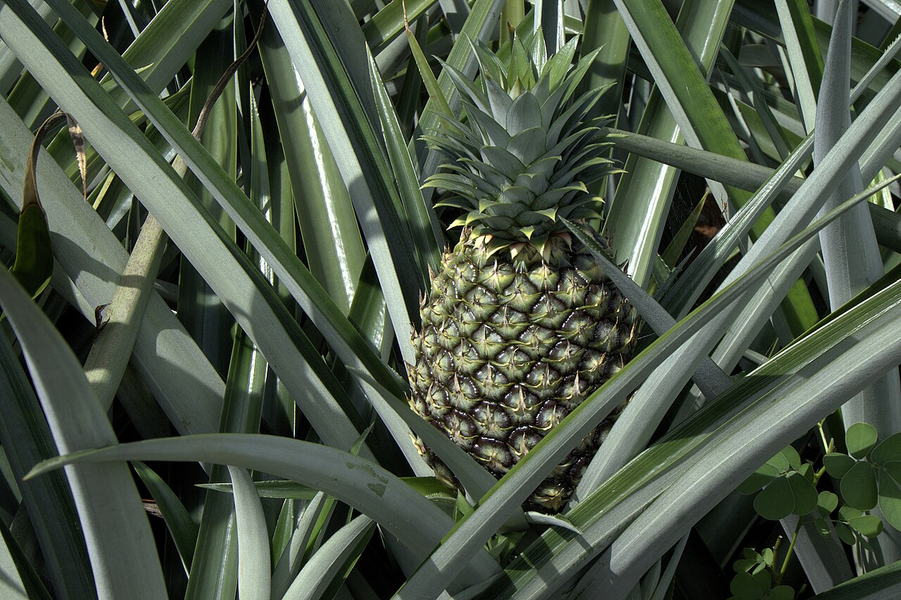 Detail listov rastliny Ananas bracteatus