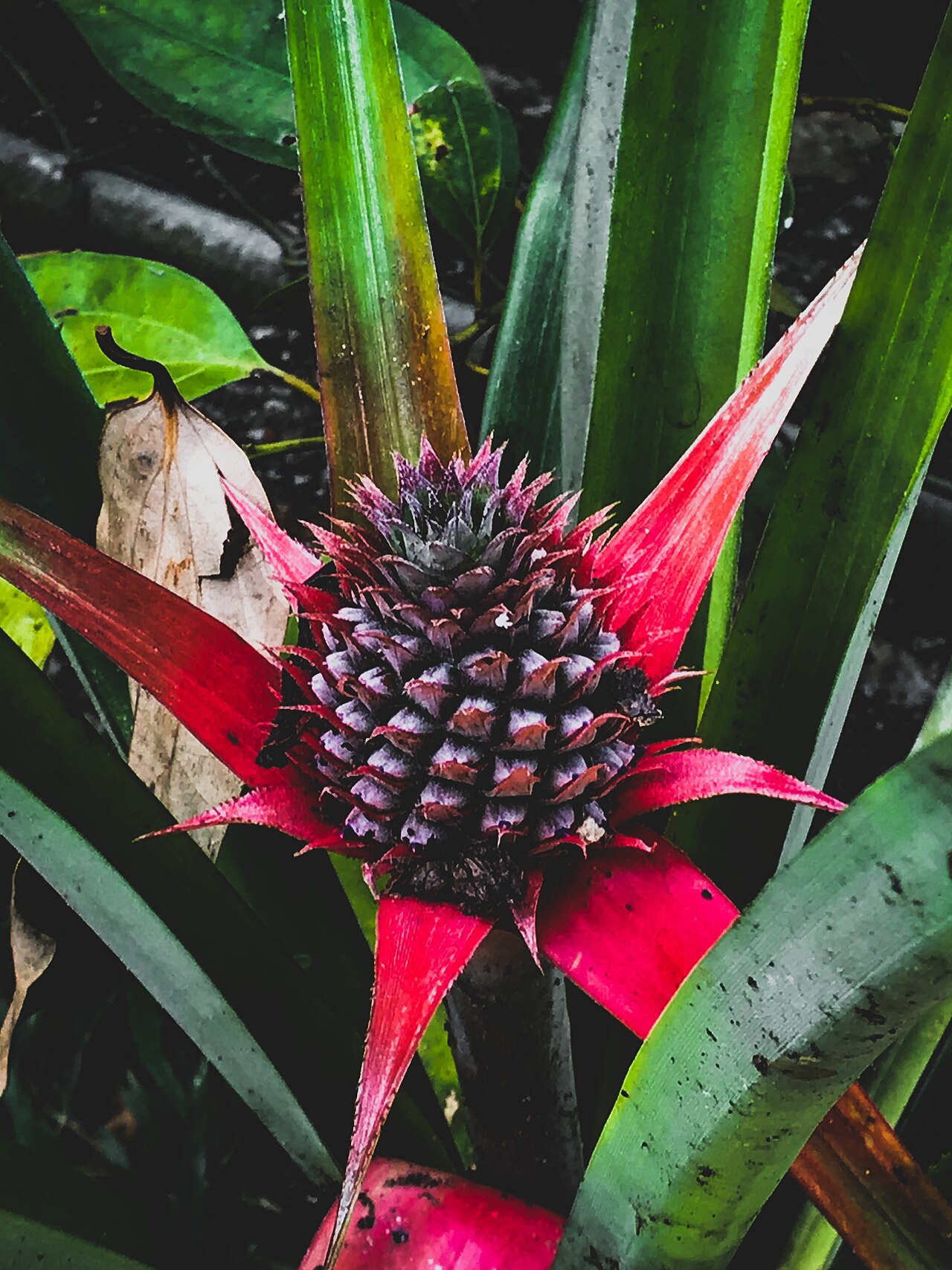 Ananas bracteatus s výrazne sfarbenými listami