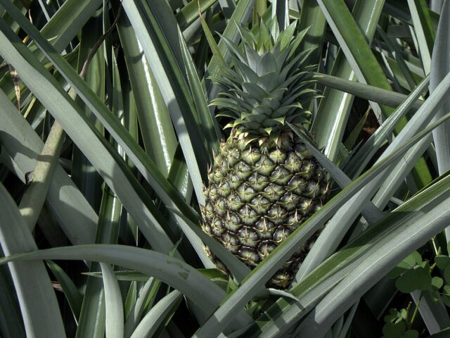 Starostlivosť o Ananas comosus v interiéri