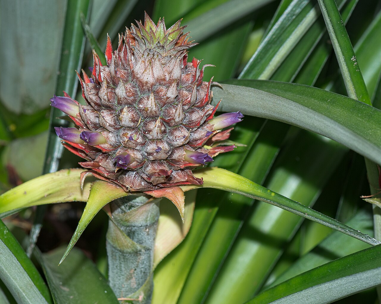 Ananas comosus v kvetináči pri svetlom okne