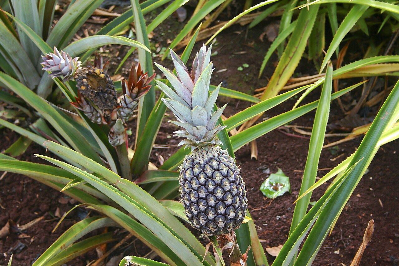 Detail listovej ružice rastliny Ananas comosus