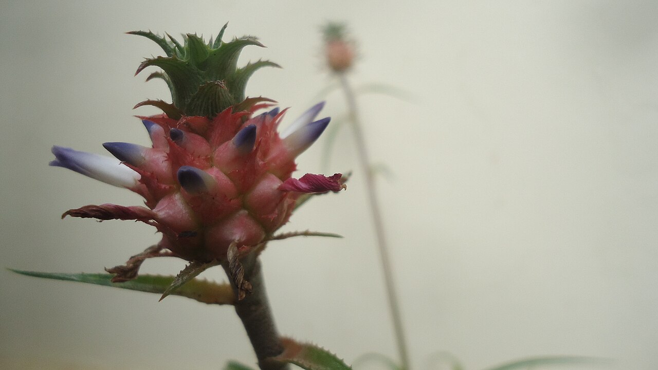 Ananas nanus s pevnou ružicou listov v kvetináči
