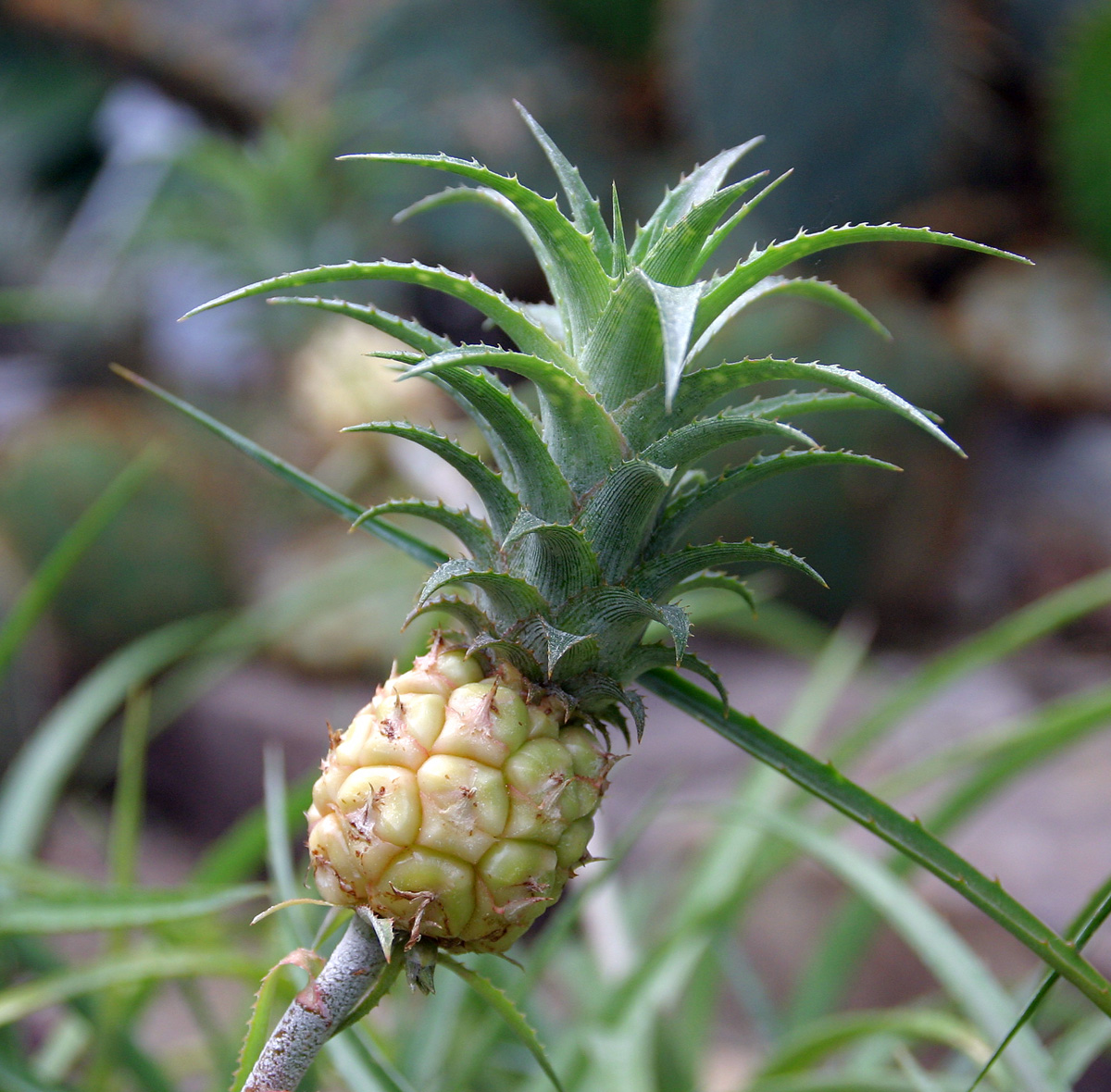 Detail listov rastliny Ananas nanus