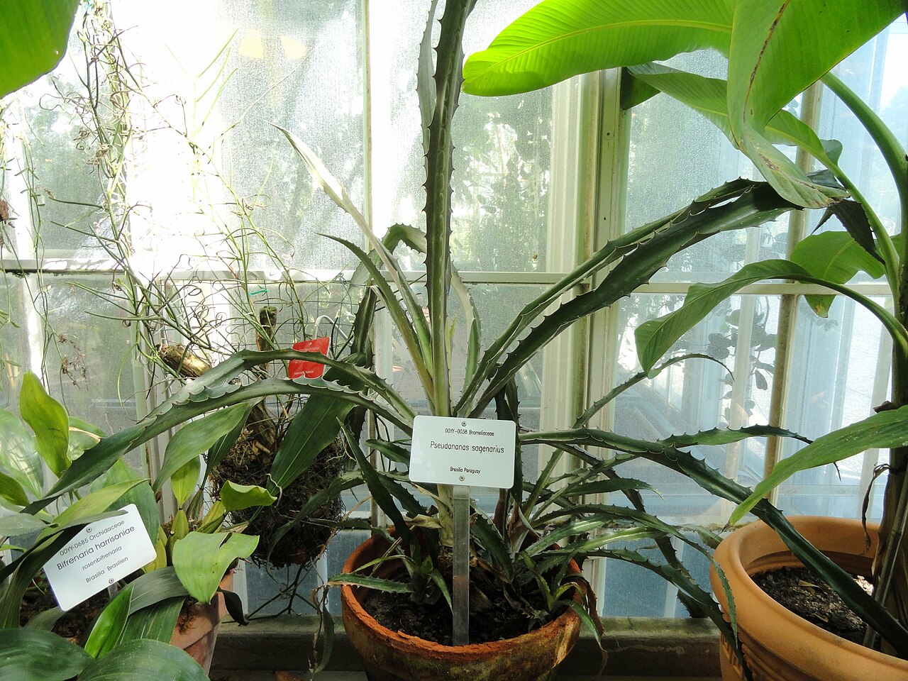 Detail listov rastliny Ananas sagenaria
