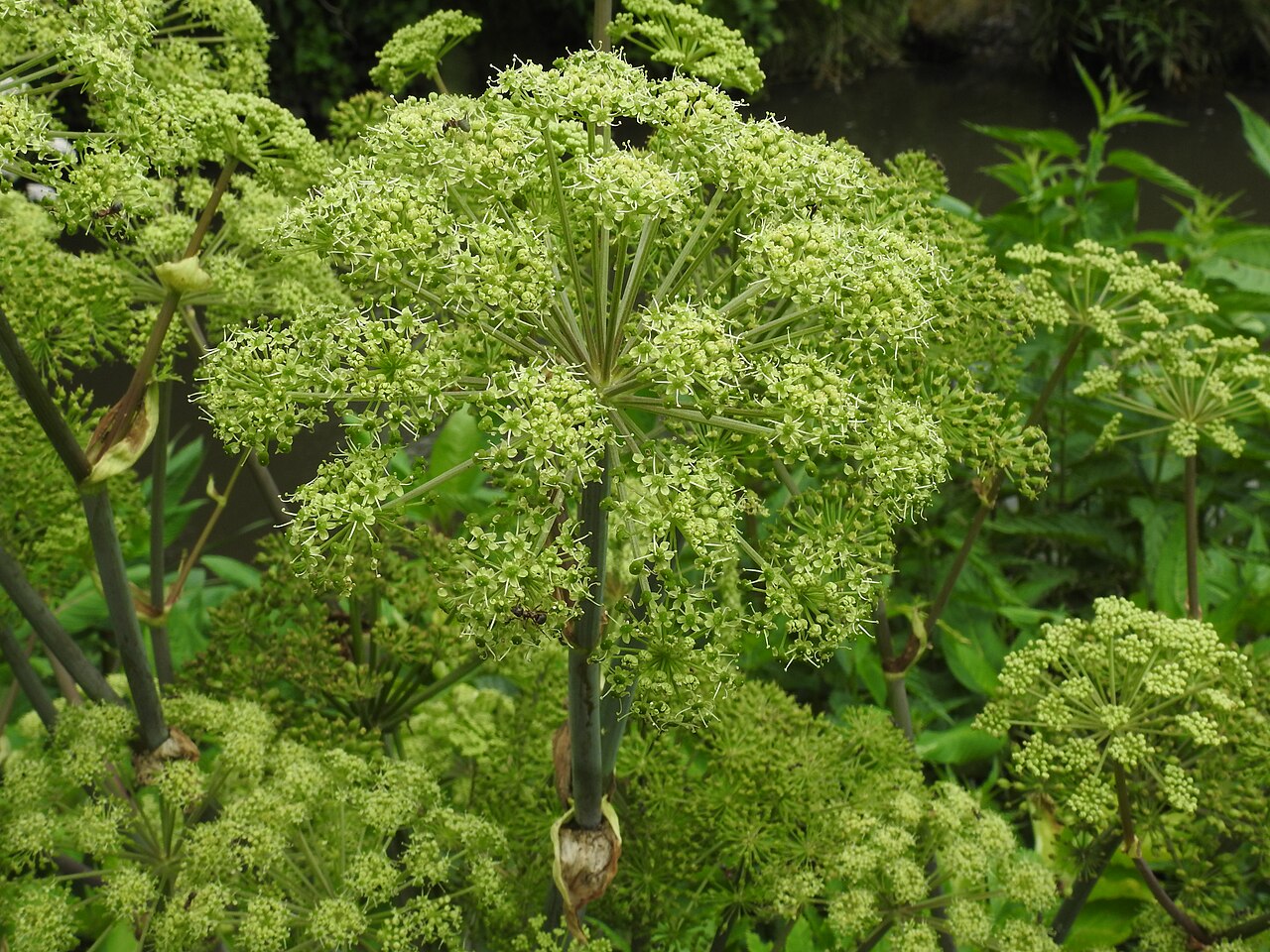 Detail listov Angelica archangelica