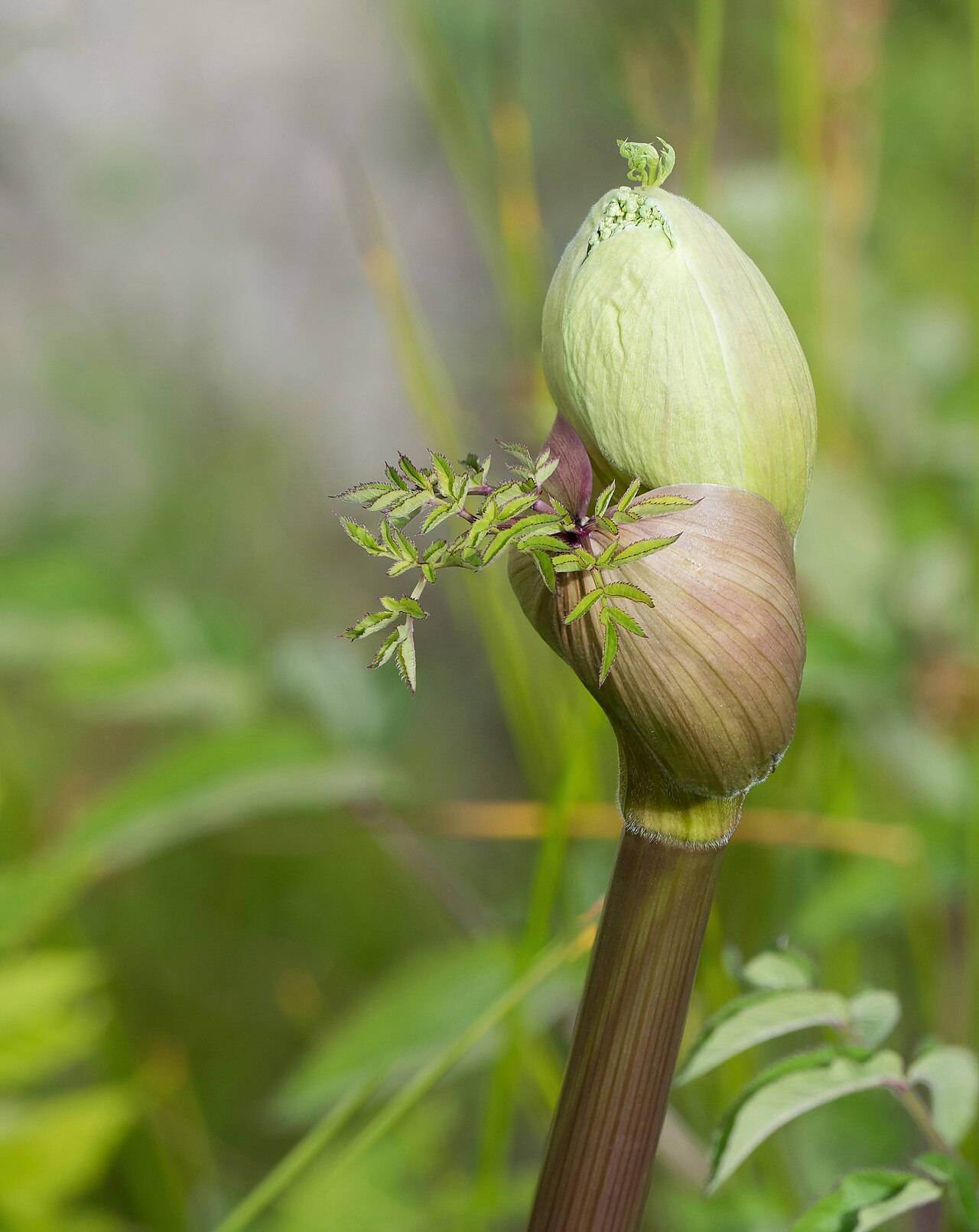 Angelica sylvestris s bledými okolíkmi kvetov