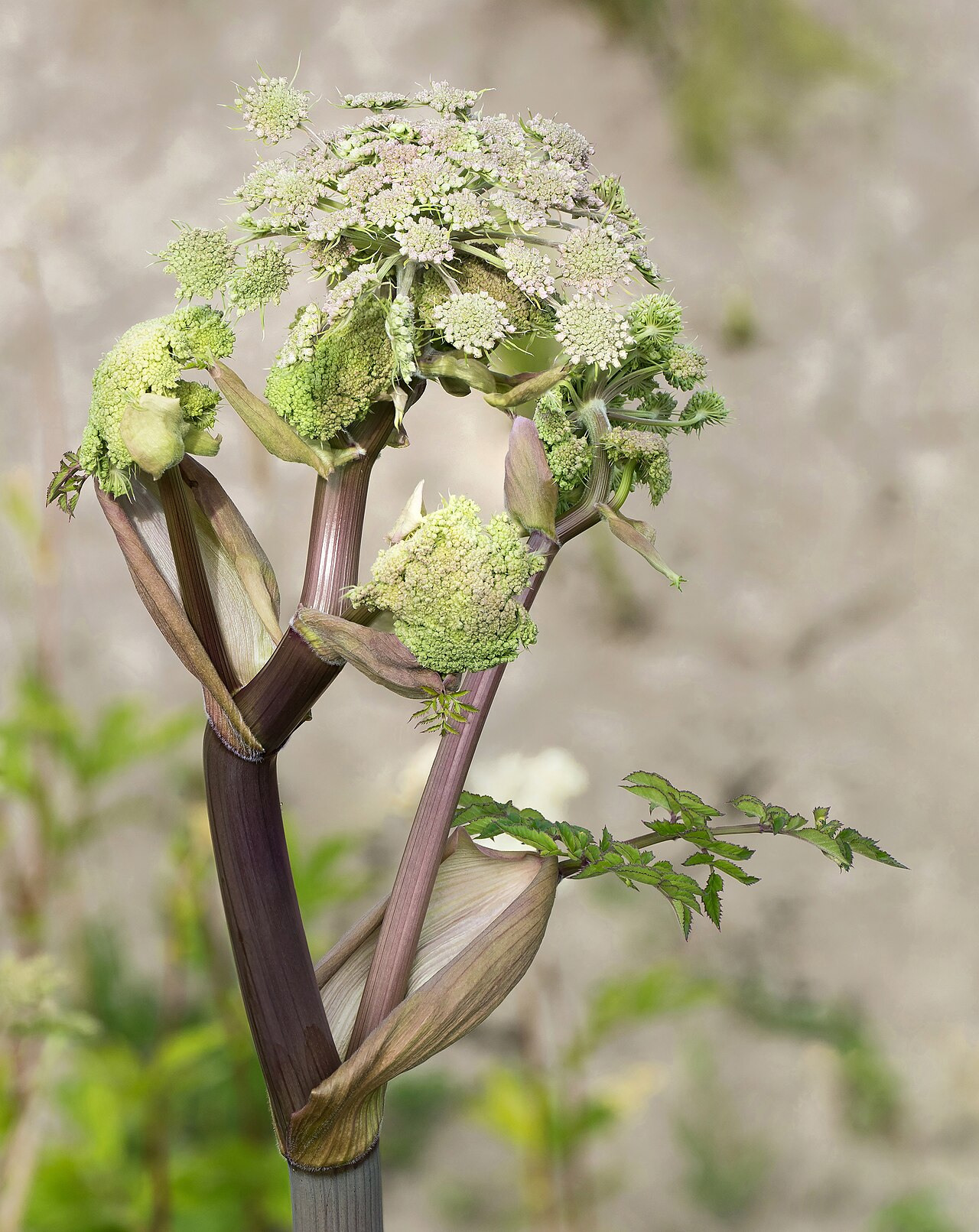 Detail listov rastliny Angelica sylvestris