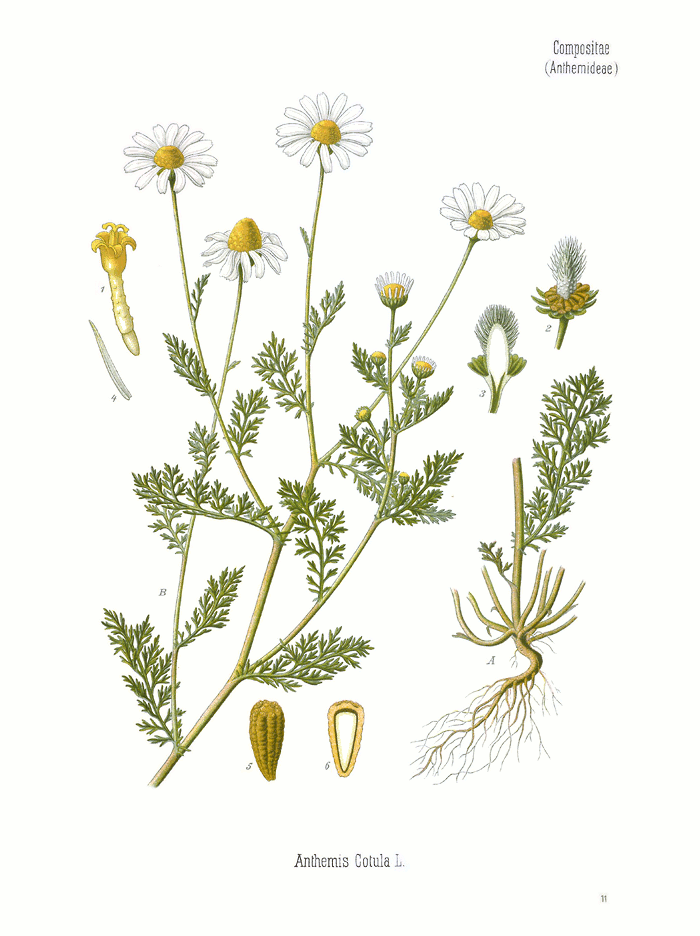 Starostlivosť o Anthemis cotula a detail kvetov rastliny