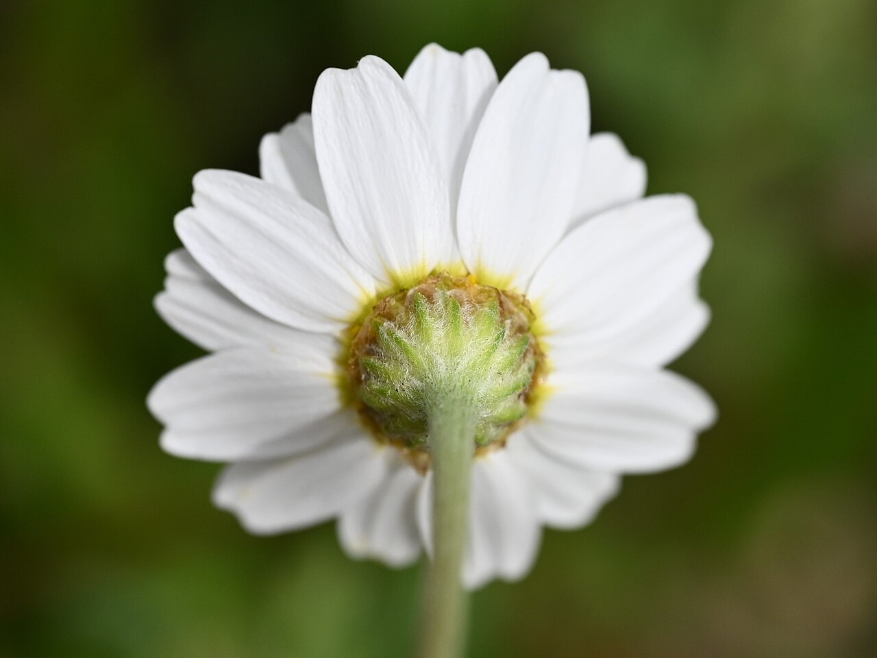 Anthemis cotula s bielymi kvetmi a žltým stredom