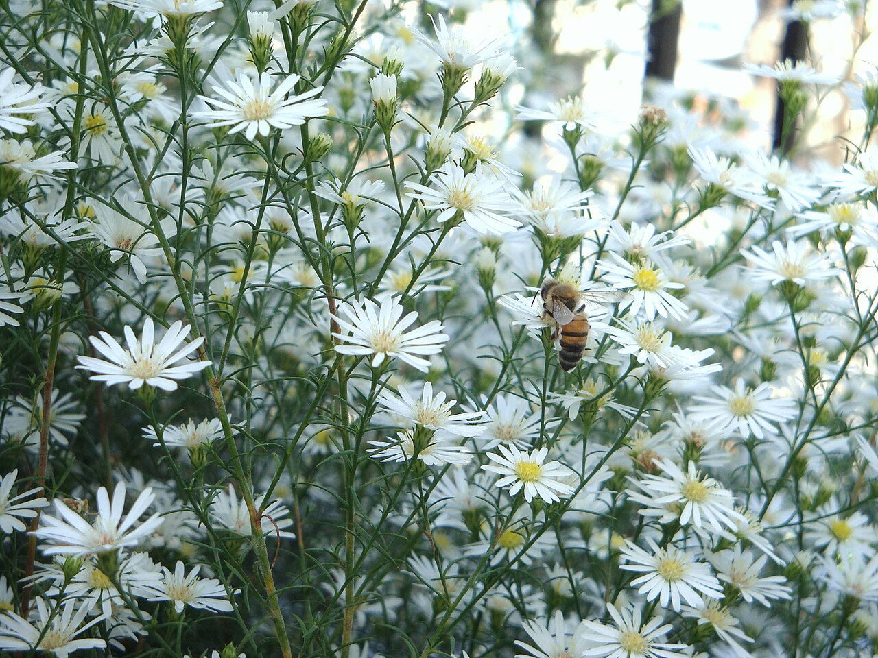 Detail listov Anthemis cotula v prirodzenom prostredí