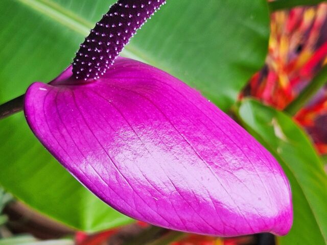 starostlivosť o Anthurium amnicola v interiéri