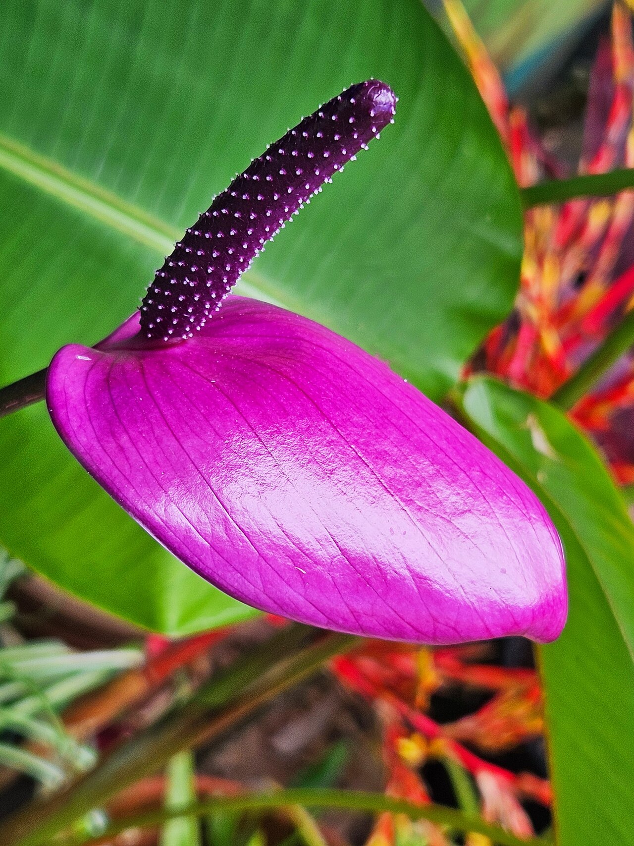 starostlivosť o Anthurium amnicola v interiéri
