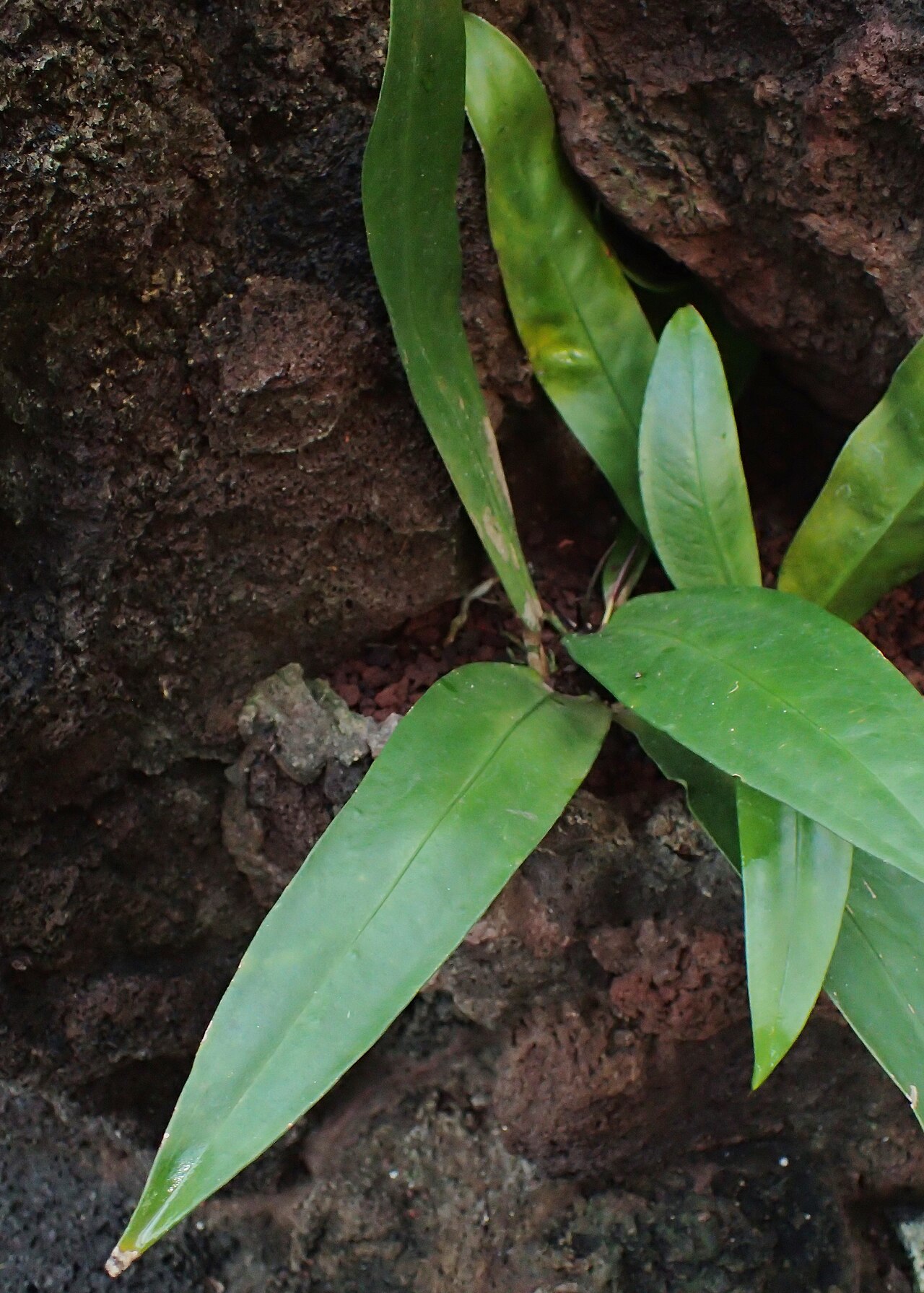 Anthurium amnicola s lesklými tmavozelenými listami