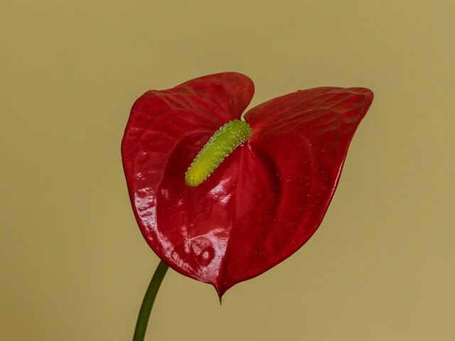 Starostlivosť o Anthurium andraeanum v interiéri