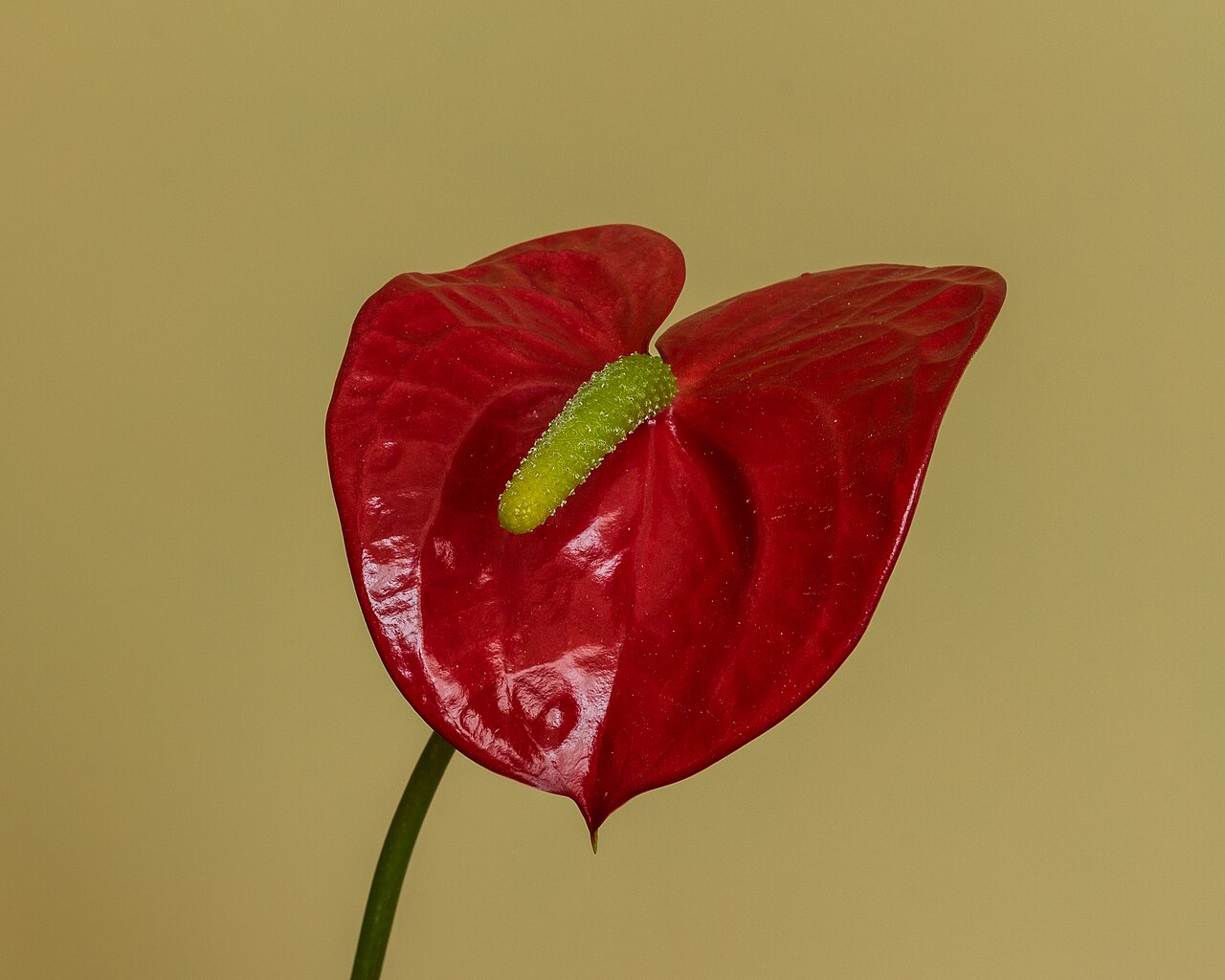 Starostlivosť o Anthurium andraeanum v interiéri