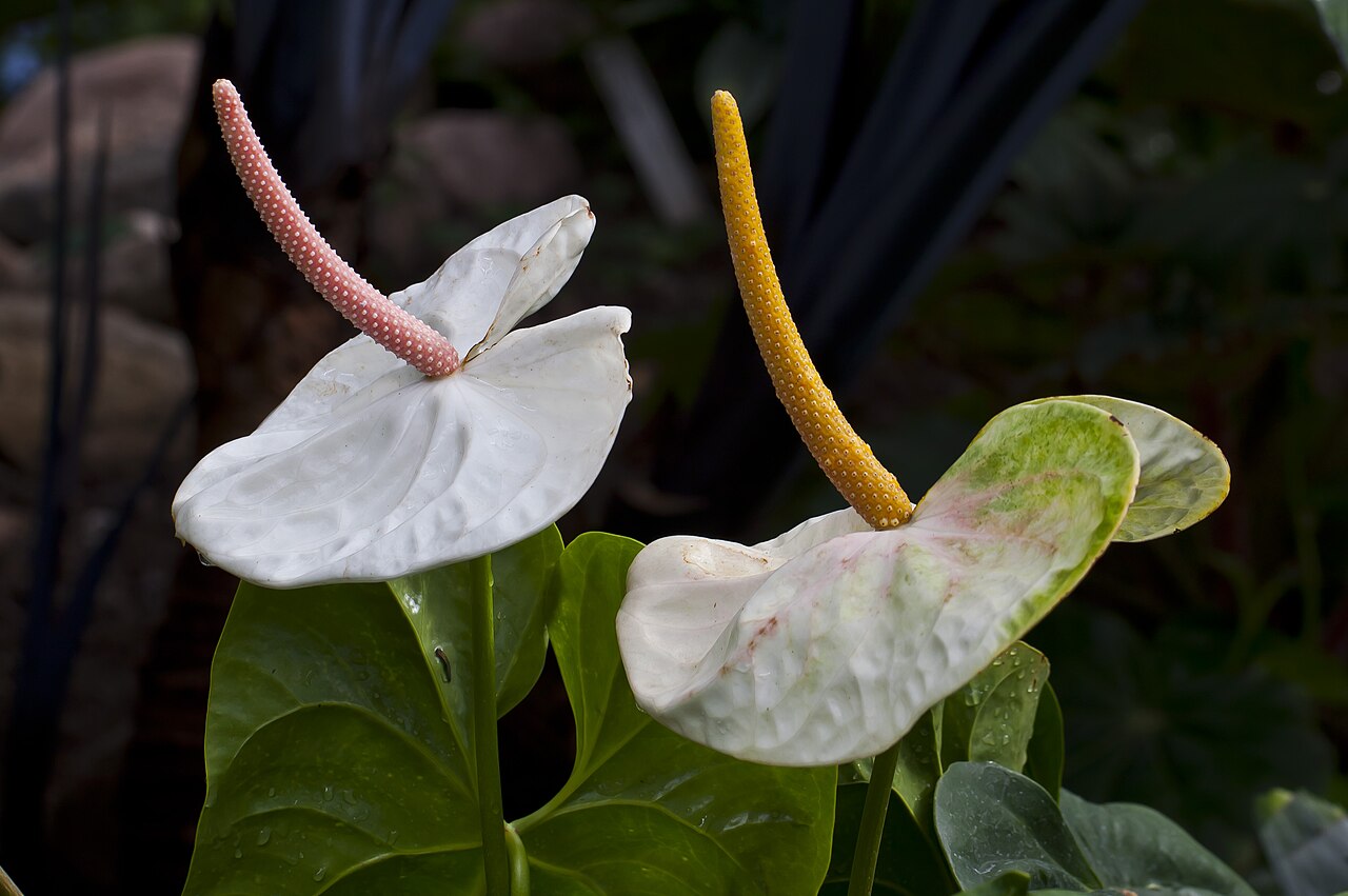 Detail kvetu Anthurium andraeanum s lesklými listami