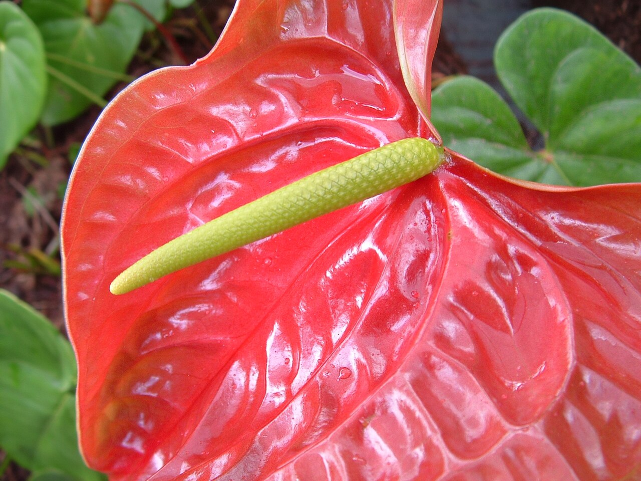 Anthurium andraeanum pestované v črepníku doma