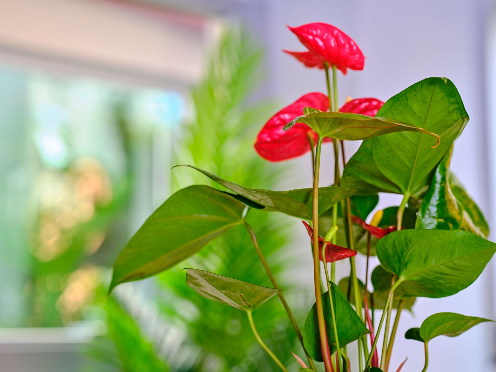 Detail tmavého kvetu Anthurium Andreanum Black Love