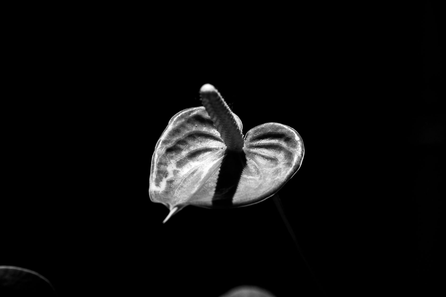 Starostlivosť o Anthurium Andreanum Black Love v interiéri