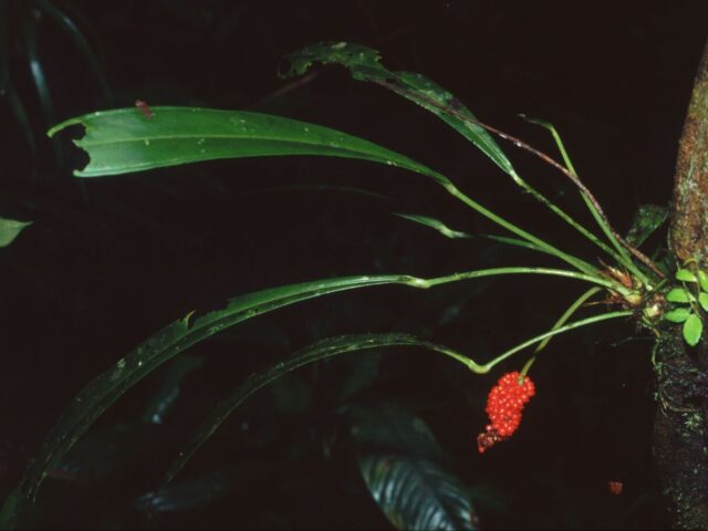 Starostlivosť o Anthurium bakeri v interiéri