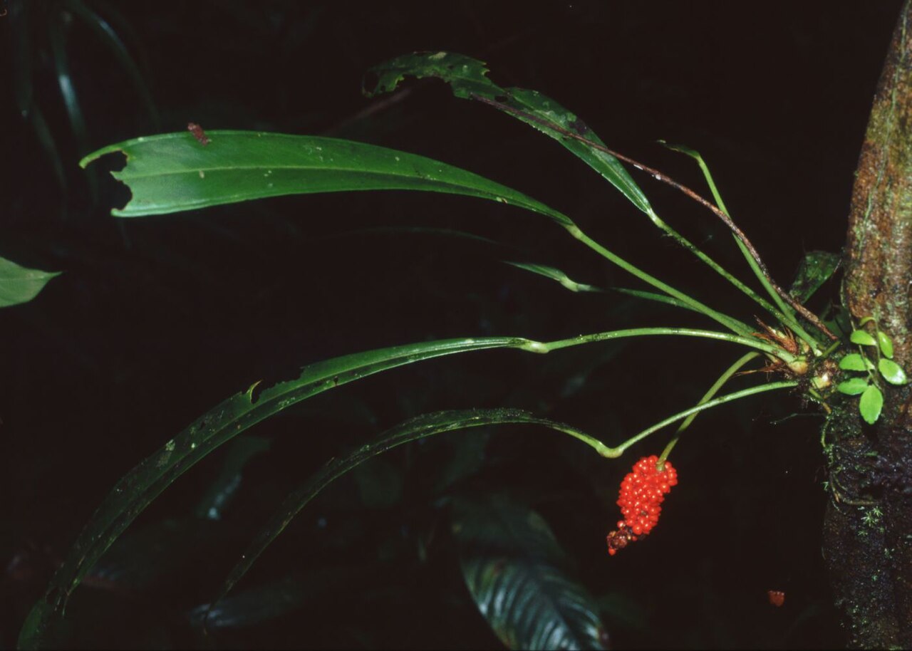 Starostlivosť o Anthurium bakeri v interiéri