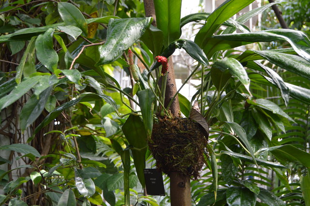 Detail listov rastliny Anthurium bakeri