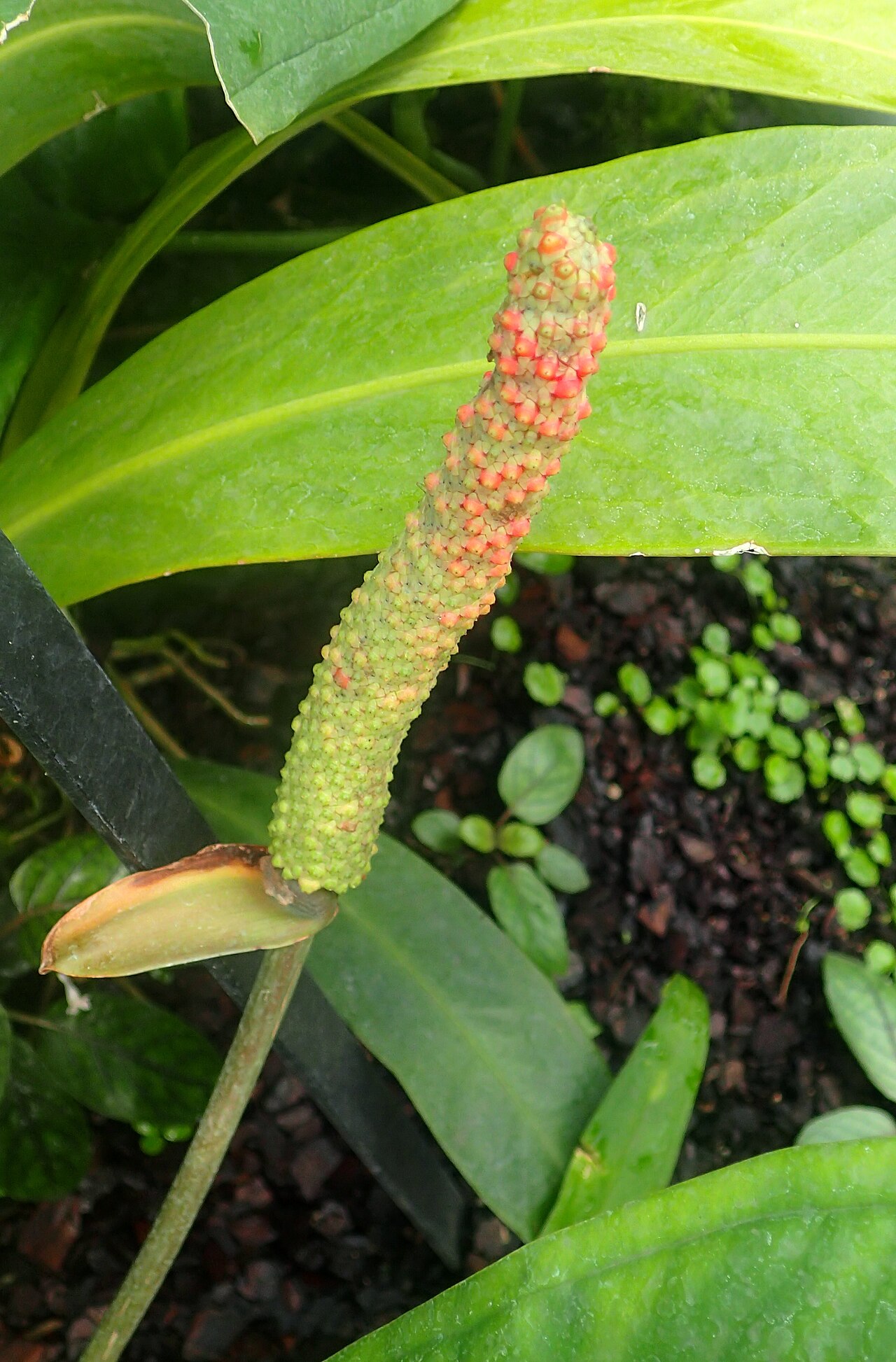 Kvitnúce Anthurium bakeri v črepníku