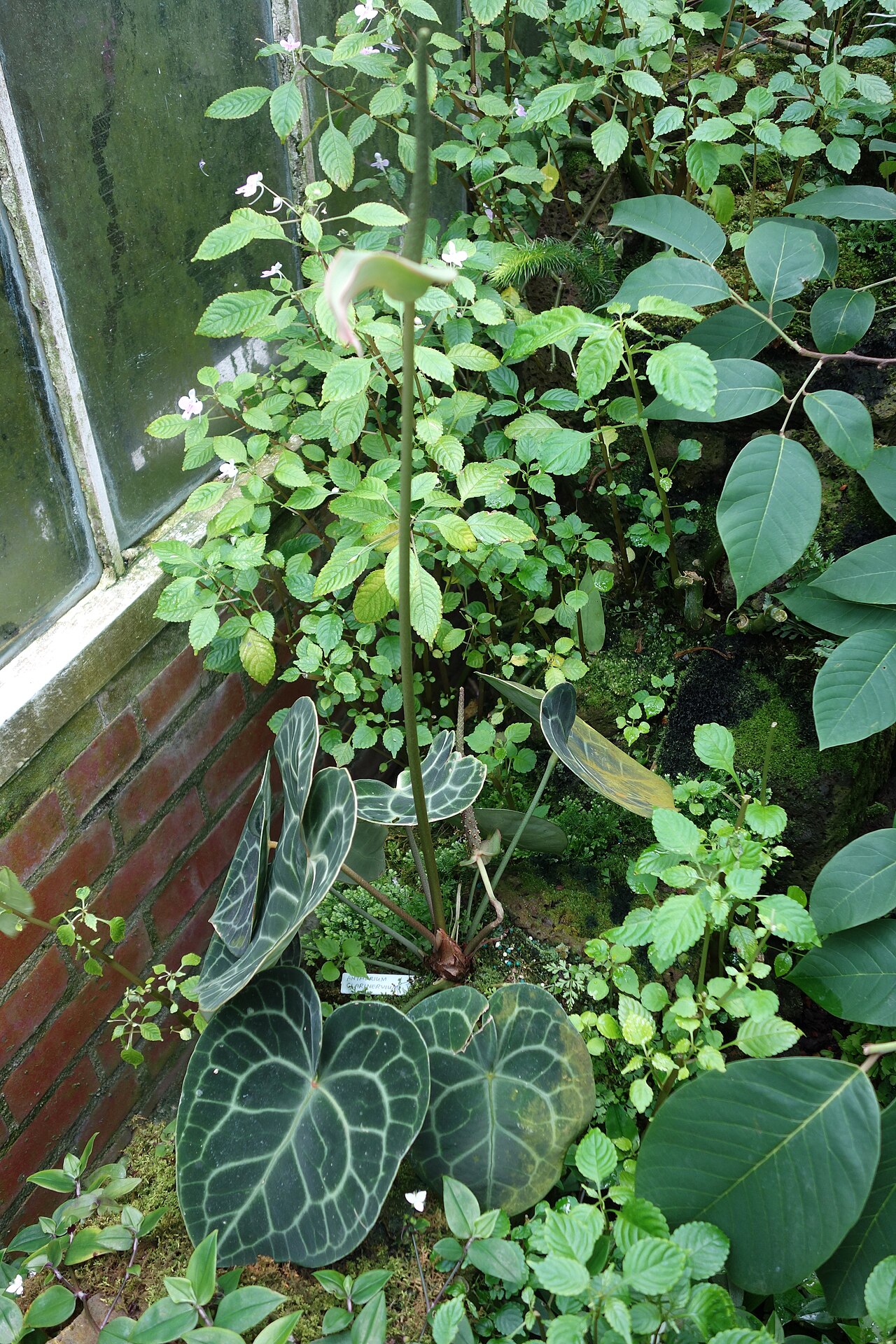 Starostlivosť o Anthurium clarinervium a detail zamatových listov