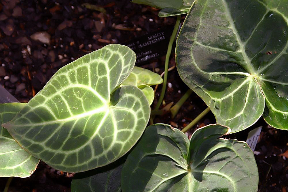 Anthurium clarinervium s výraznou bielou žilnatinou