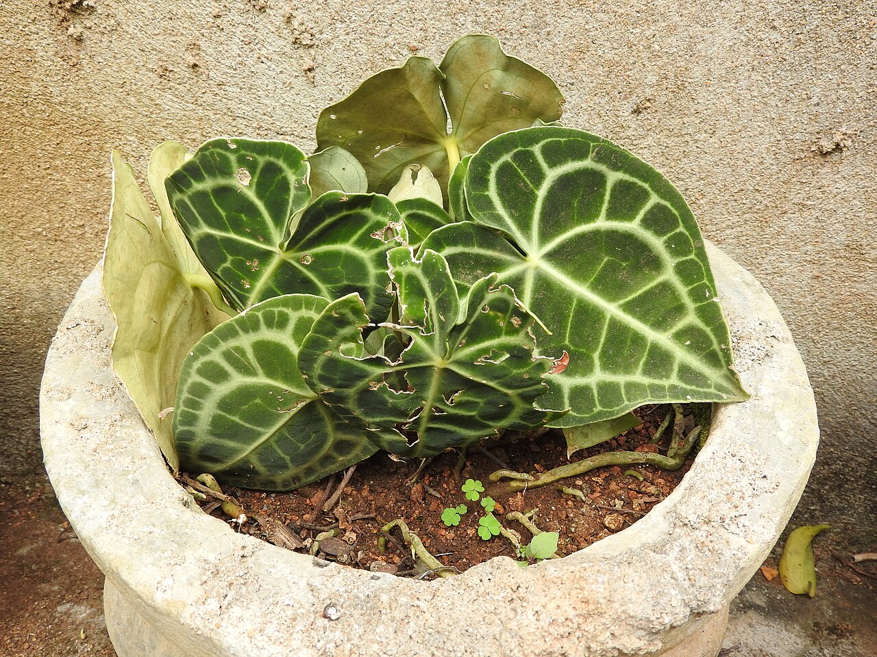 Detail listu Anthurium clarinervium v interiéri