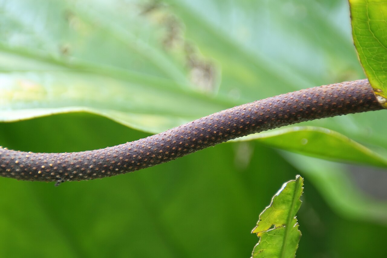 Anthurium crenatum v interiéri s tmavozelenými listami