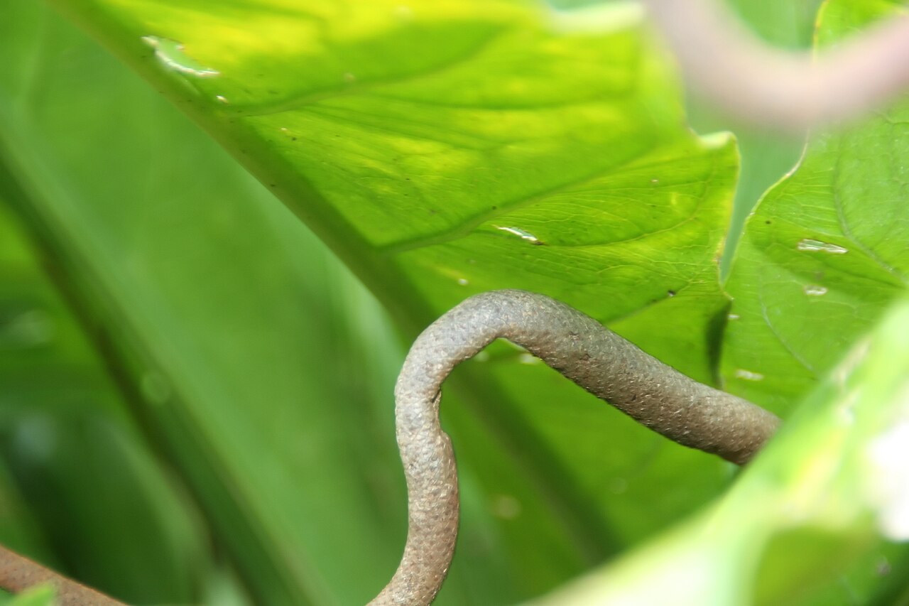 Detail zvlnených okrajov listov Anthurium crenatum